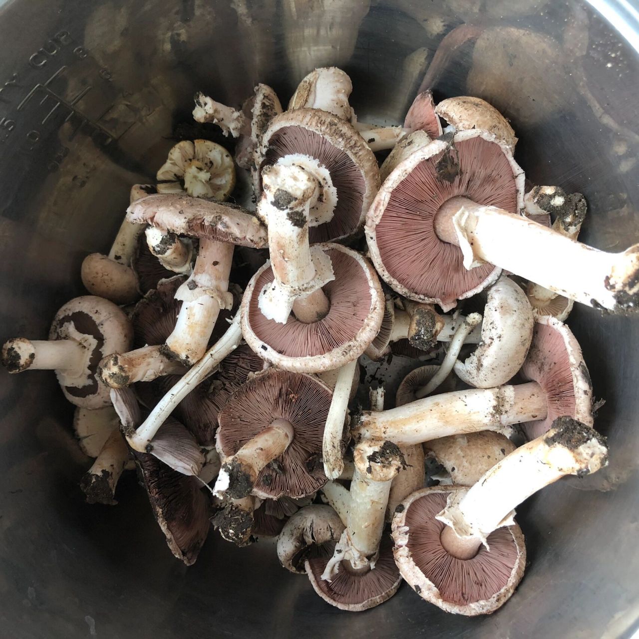 这个蘑菇学名是什么啊 坐标内蒙,今早在松树和杨树下采了一大堆,菌褶