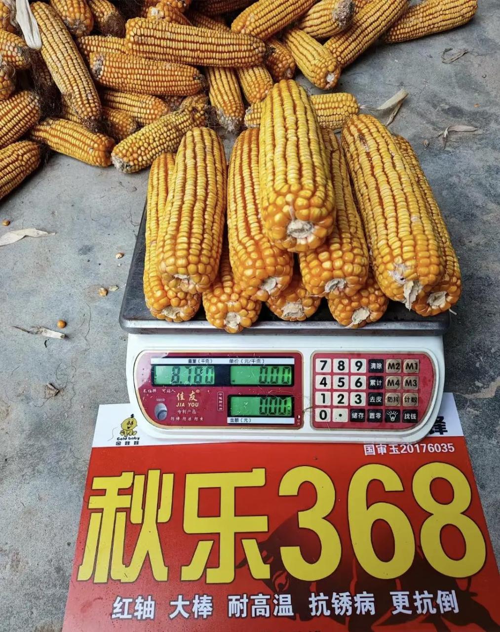 国审大品牌高产玉米种秋乐368.