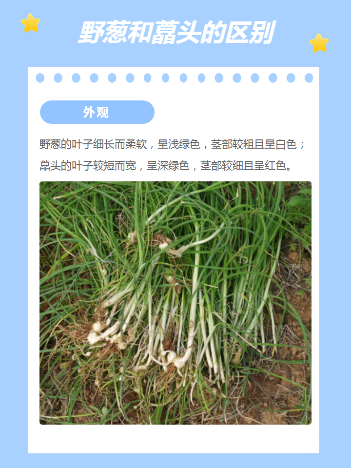 野葱清香辣味,藠头浓郁甜味,一个炒菜调味,一个腌制泡菜,真是美食界的