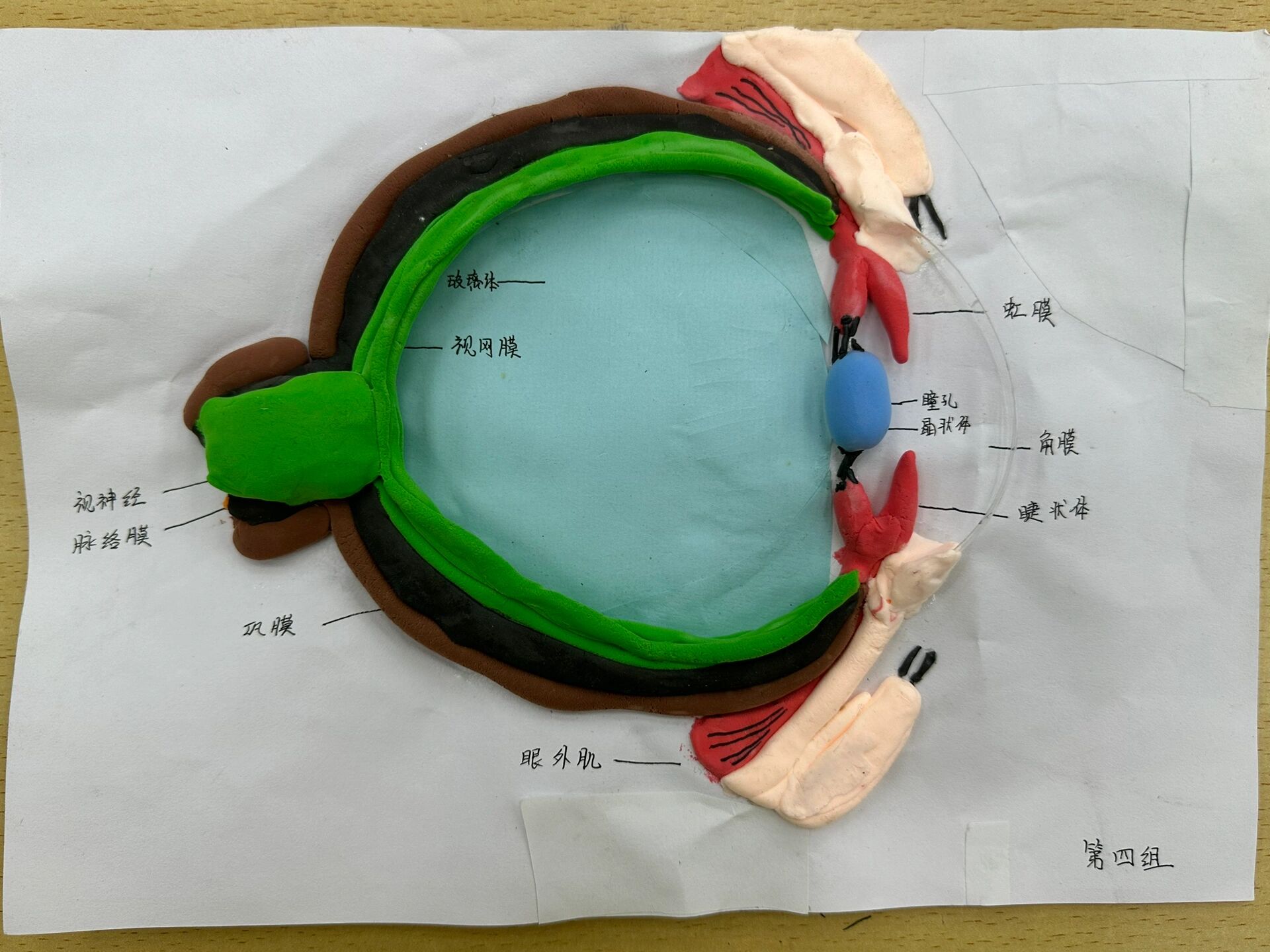 自制眼球模型中学生图片