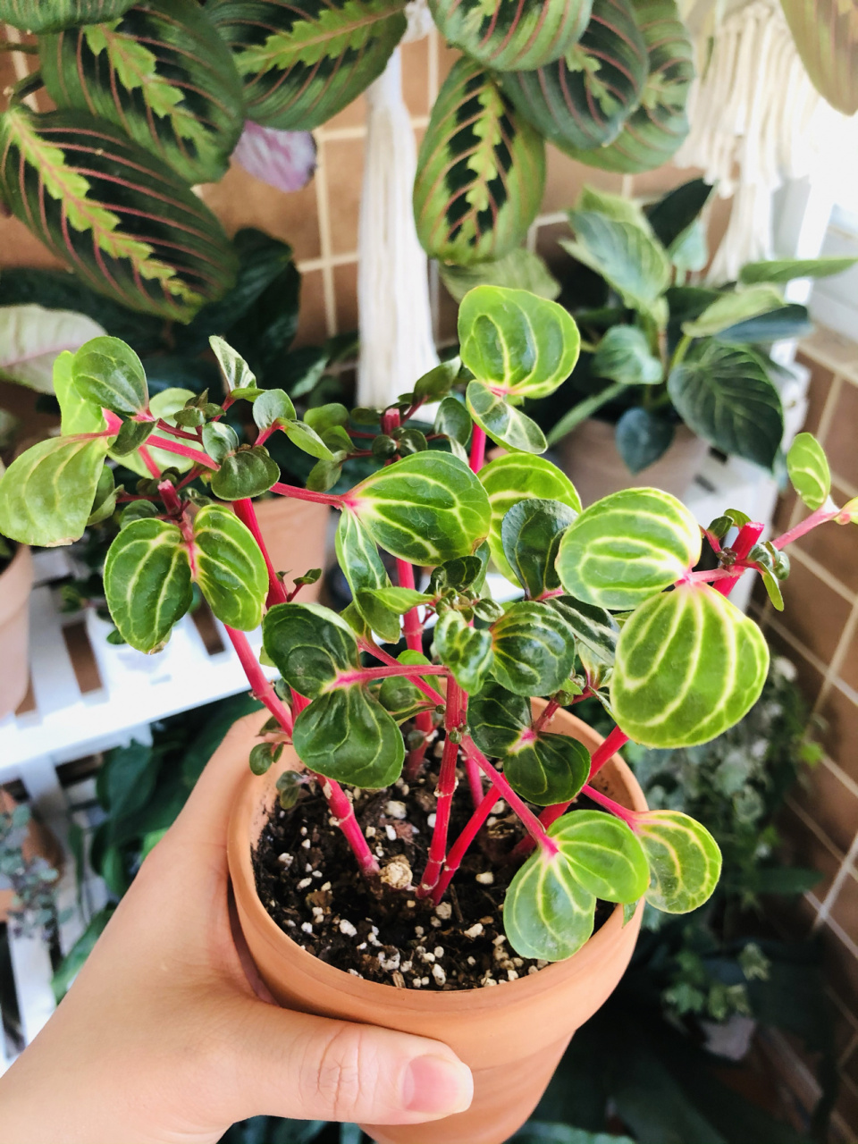 新手好养绿植~锦叶血苋~~ 今天把这颗锦叶血苋给咔嚓了~~ 剪下来的