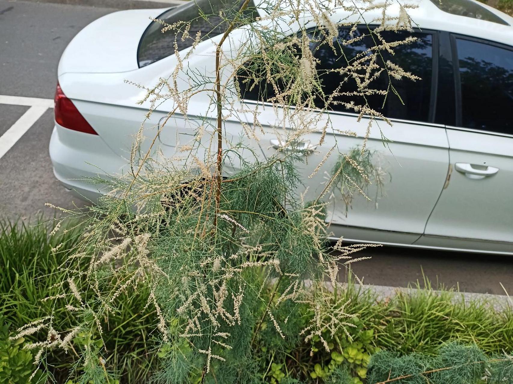 阴柳,柽柳,是一种植物吗?