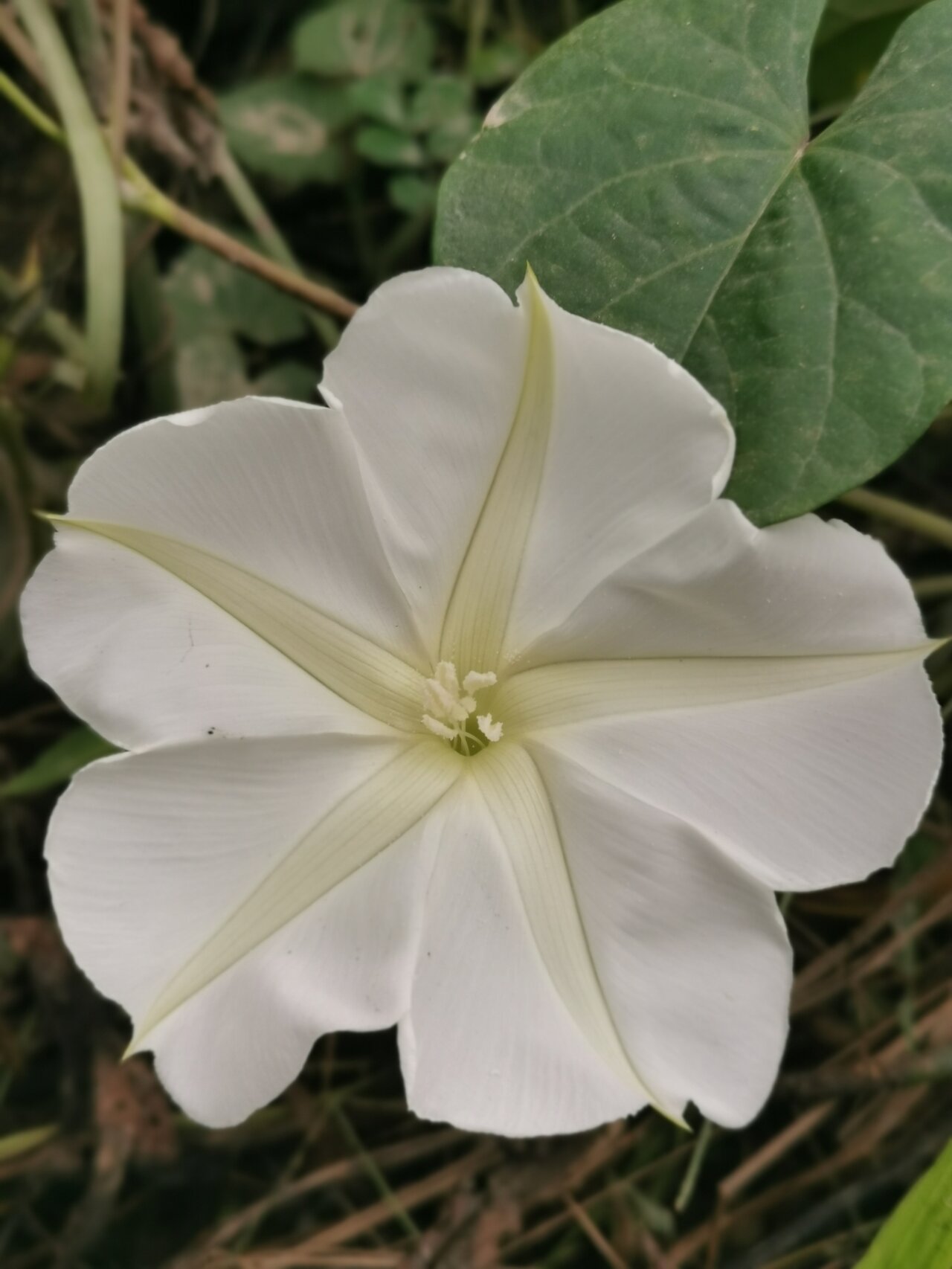 月光花:夜间盛开的白色花朵,形似满月