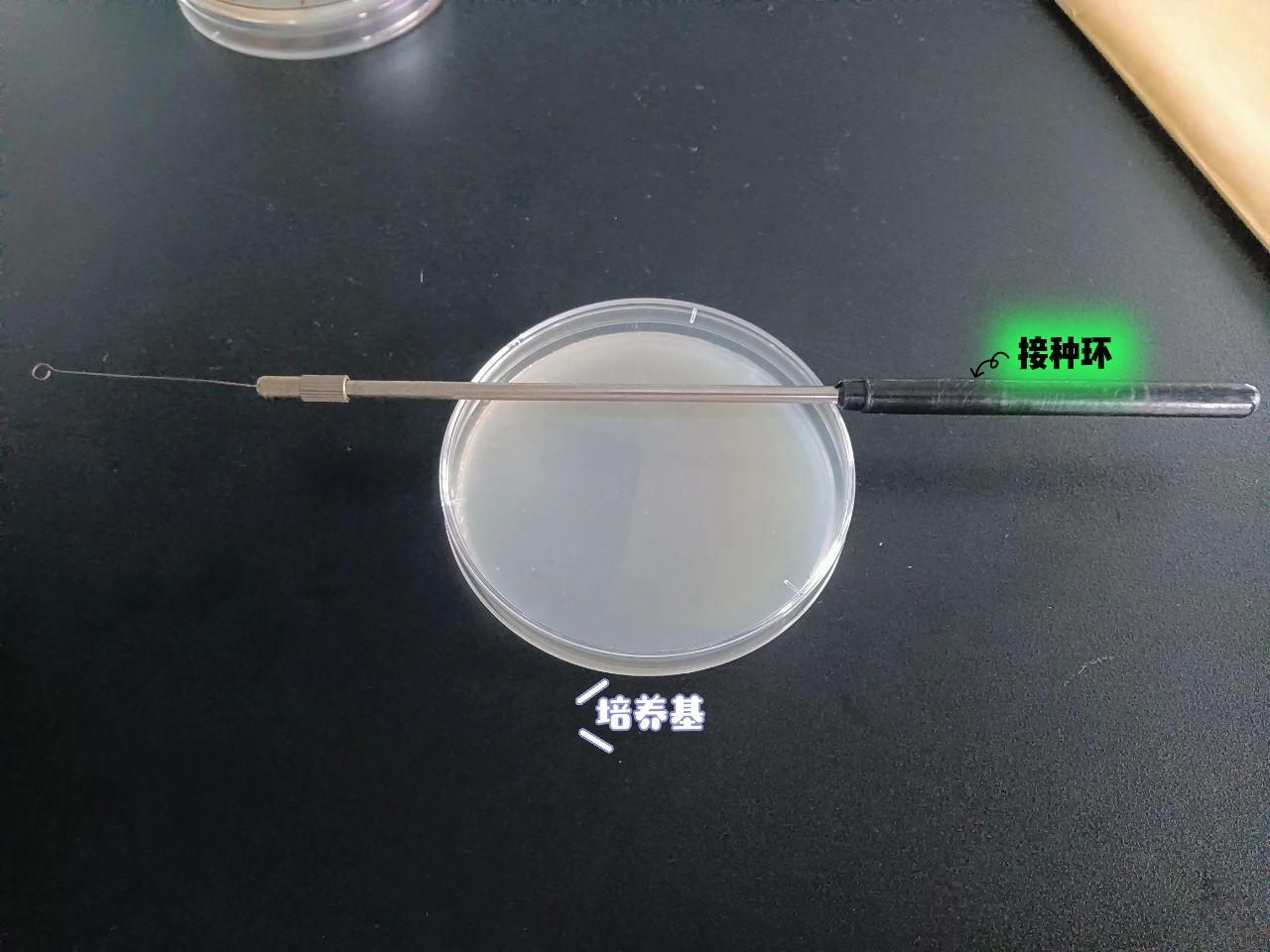 实验四:细菌的划线分离与培养