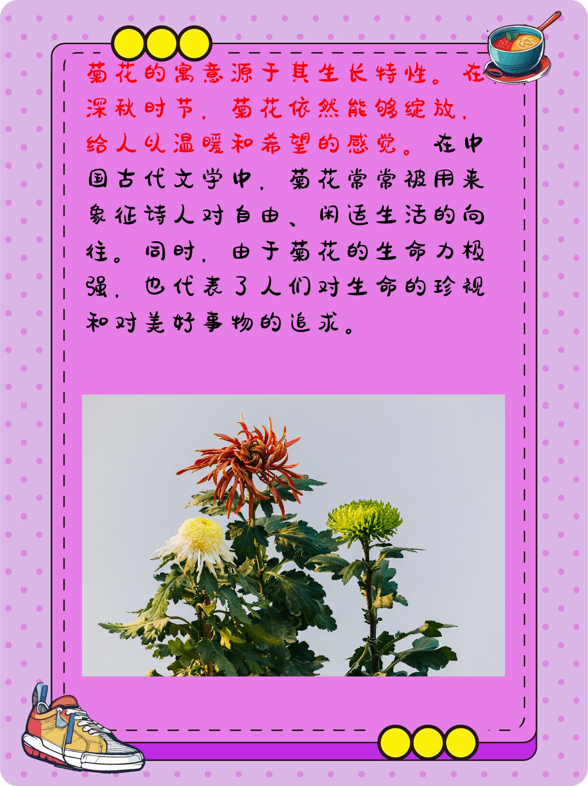 菊花花语是什么呢 菊花,作为秋天的使者,以其独特的美丽和丰富的寓意
