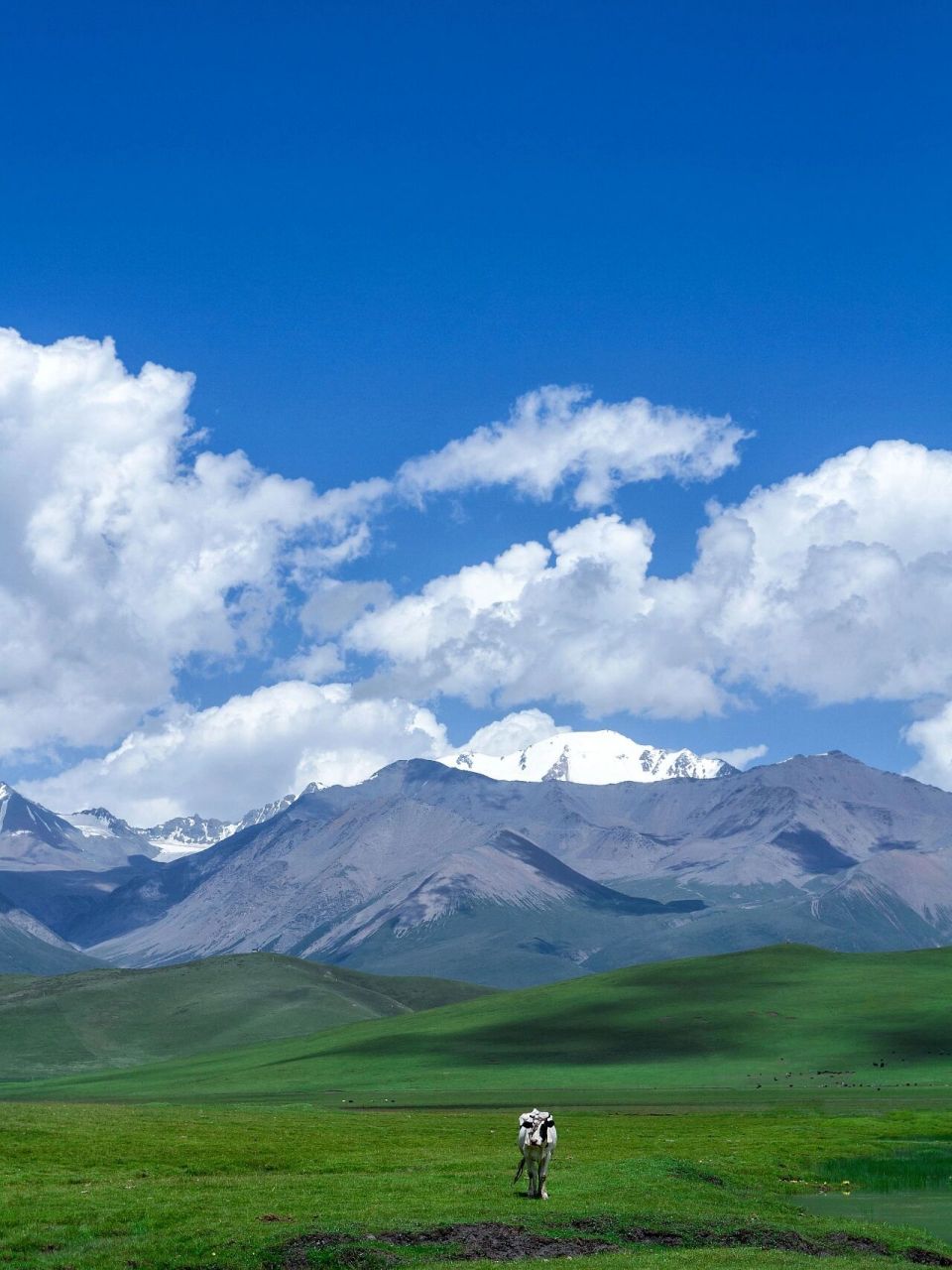 手机壁纸卡通图风景图97 草原92的风景秀丽,碧水连天的雪山; 二月