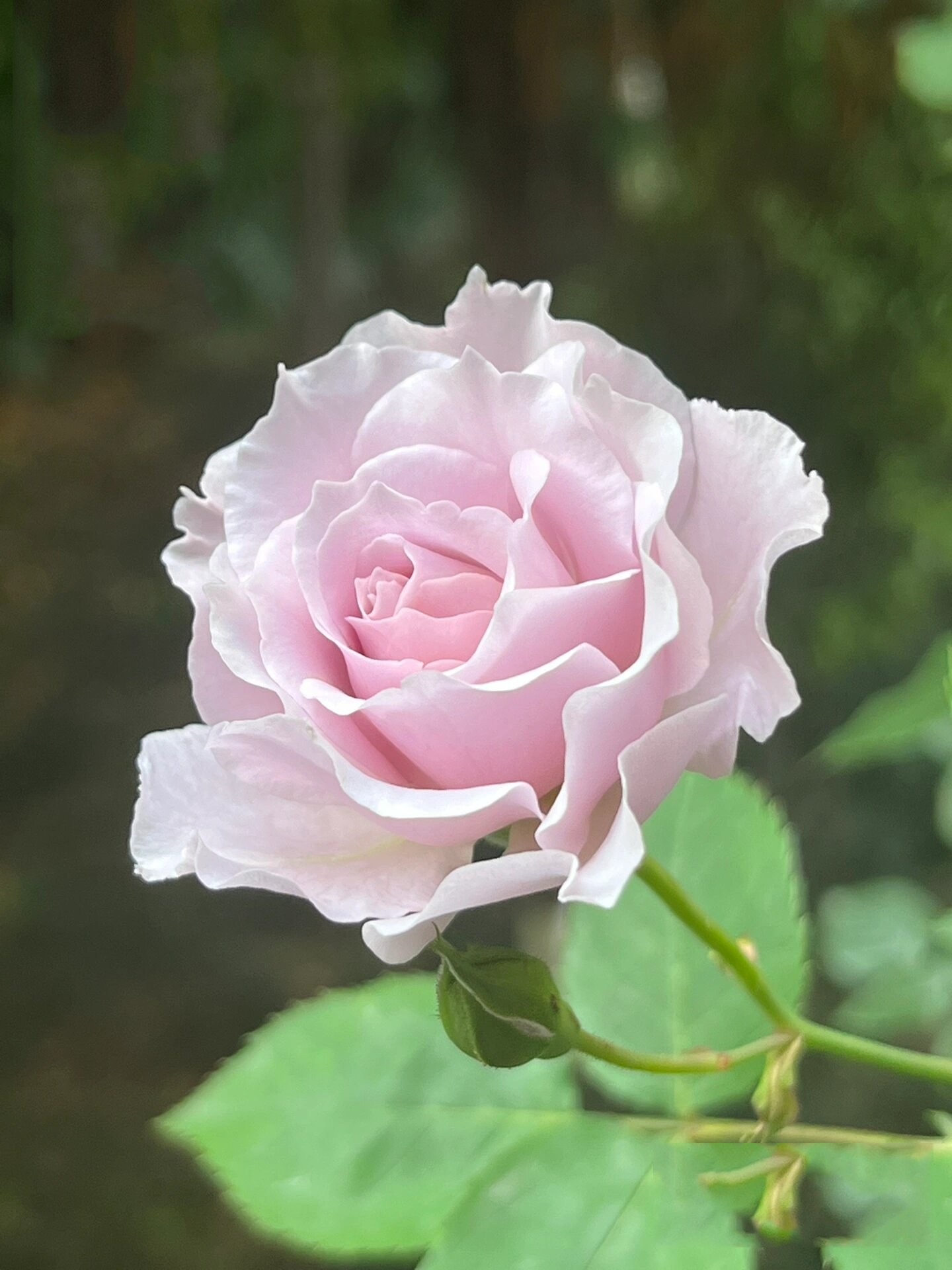 阳台党必入的蜻蜓月季 蜻蜓属于小型灌木切花类,枝条很强壮,树形直立