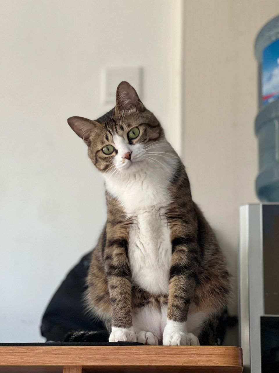 白手套狸花猫 它怎么又在卖萌了