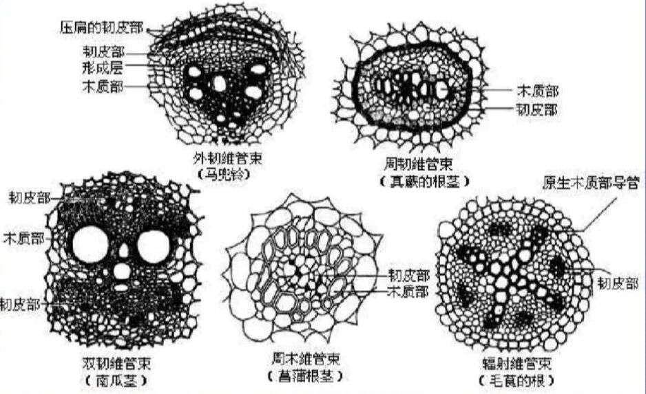 茎的韧皮部图片