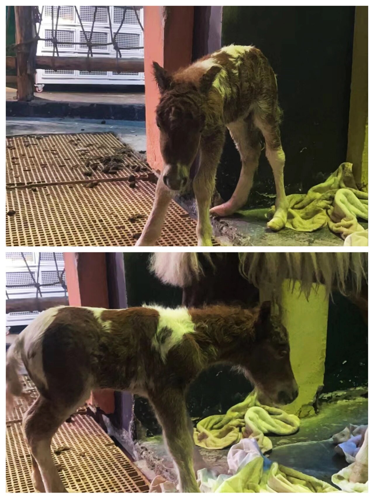 "皇家贵族"设特兰小矮马出生啦!简直太萌