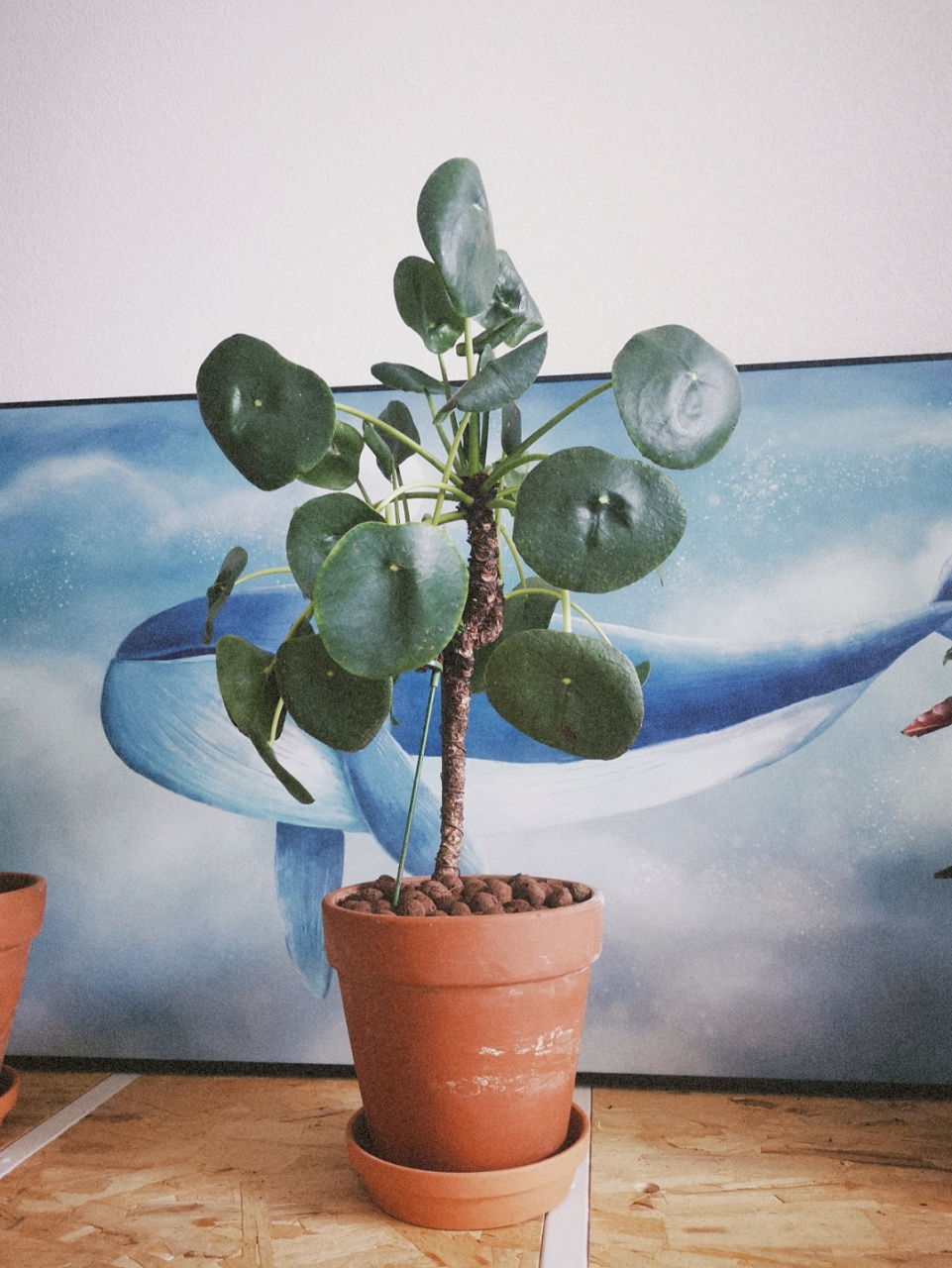 养一棵老桩镜面草 老桩镜面草,茁壮成长,连盆高度60cm.