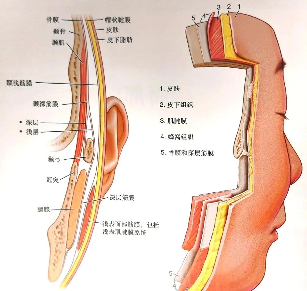 皮肤层 最外层的面部软组织