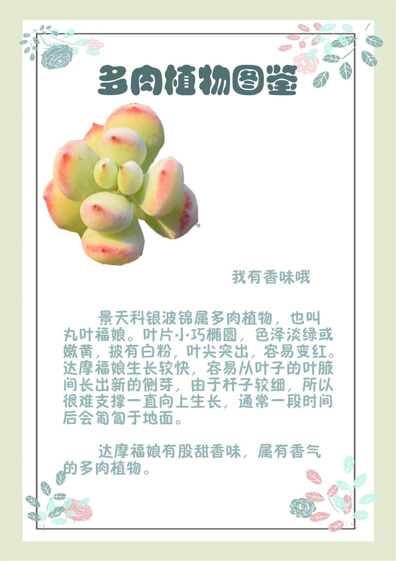 多肉植物图鉴——达摩福娘