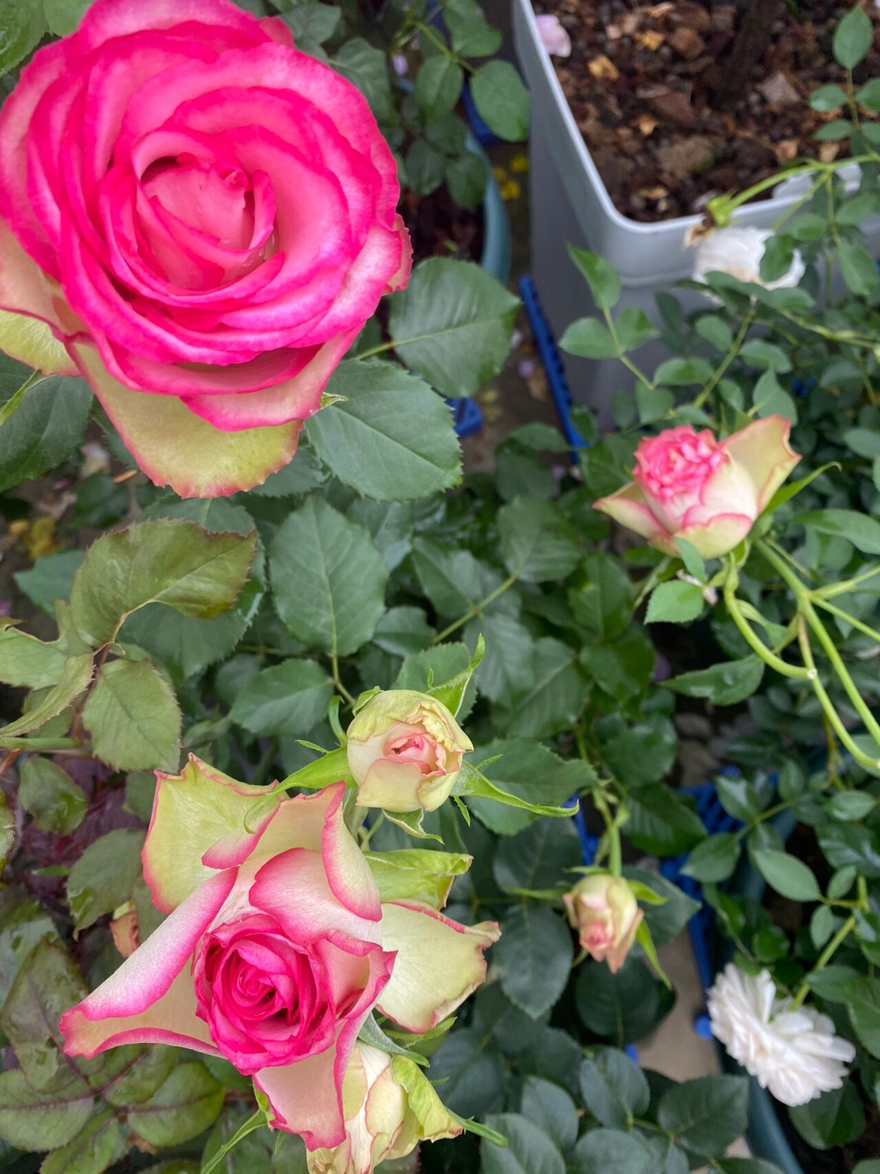 梦露月季 太美腻了,超长待机还耐雨