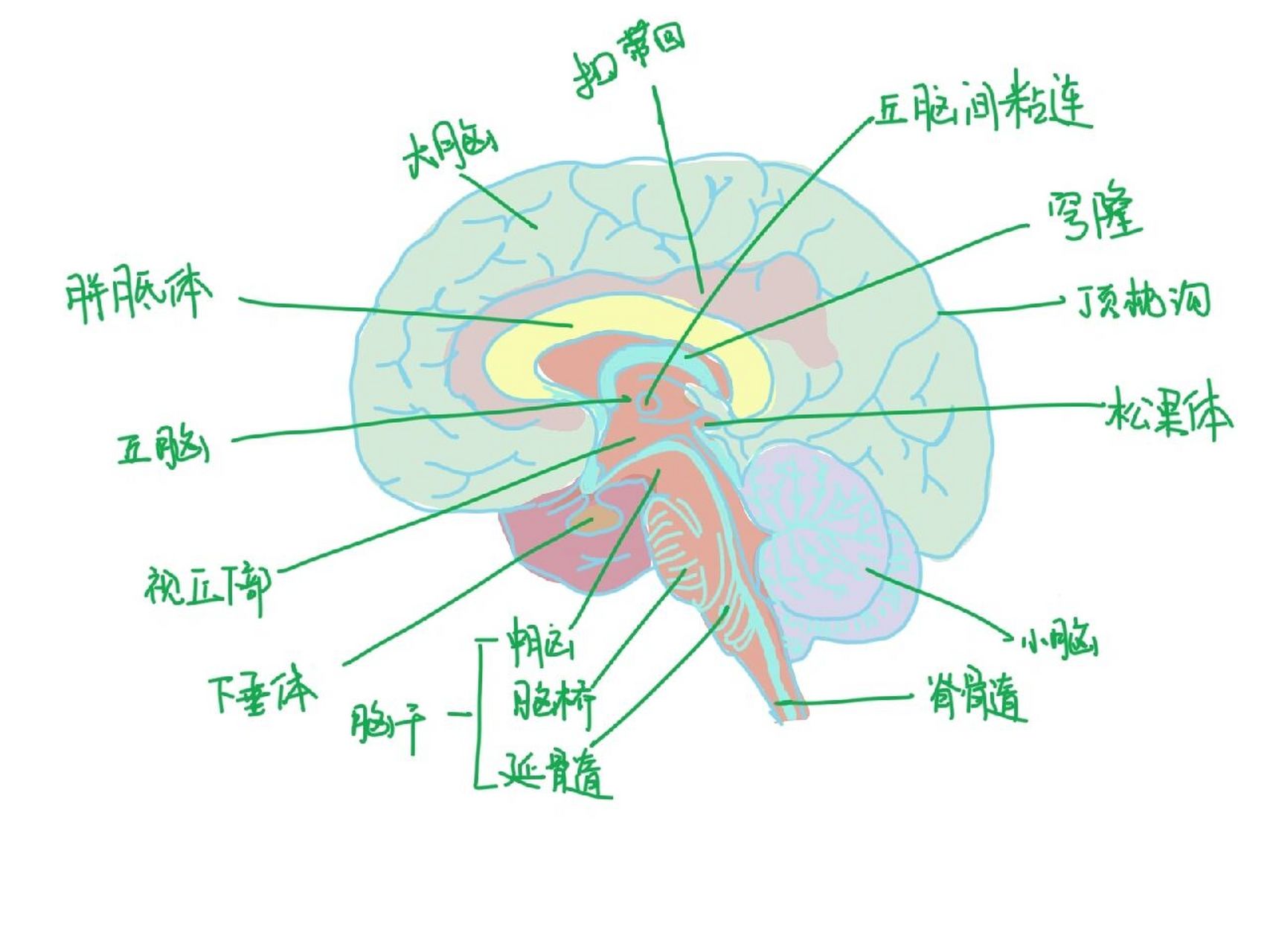 大脑终板解剖图图片