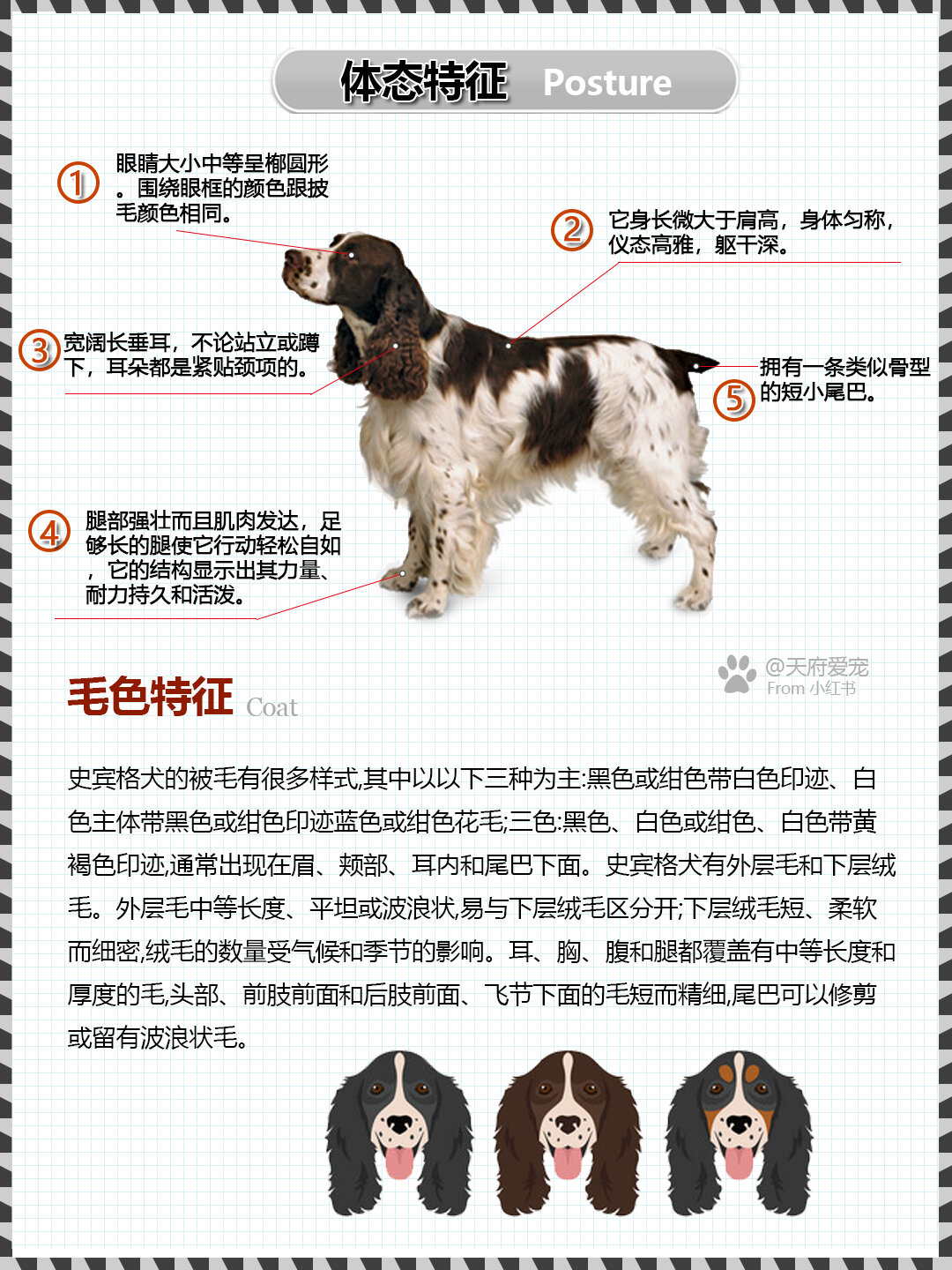 018世界名犬|史宾格犬 激飞猎犬图鉴  别名:激飞猎犬,跳猎犬  