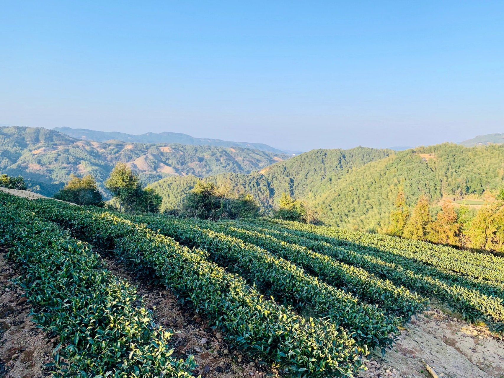 福鼎磻溪大洋山 海拔是真高 空气是真好 茶是真好茶