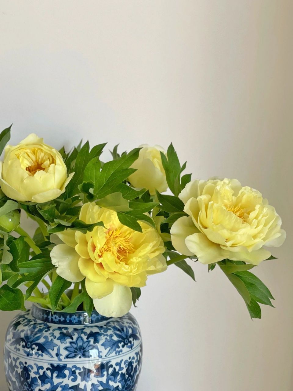 芭茨拉芍药开得太美丽