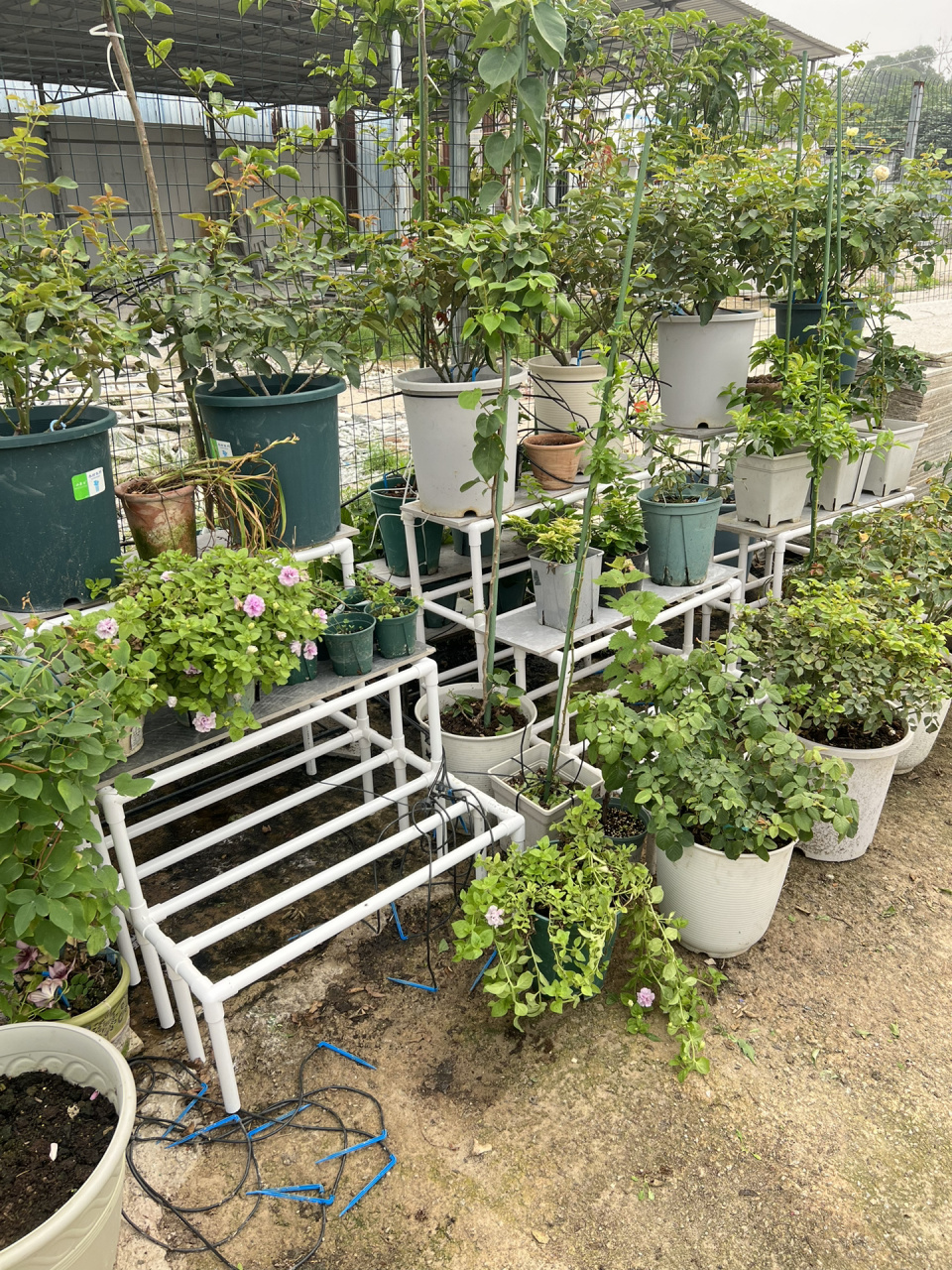 之前买的铁艺花架不到两年就缺胳膊少腿了,今年做了功课全部换上pvc