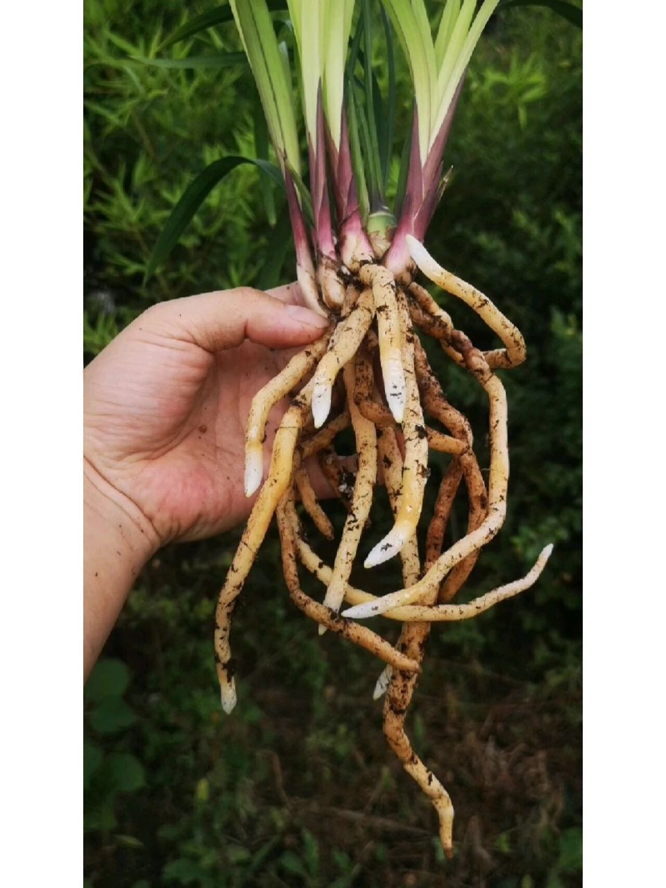 兰花专用好植料:泥炭土 配置好的成品植料,直接上盆使用,如果太干燥