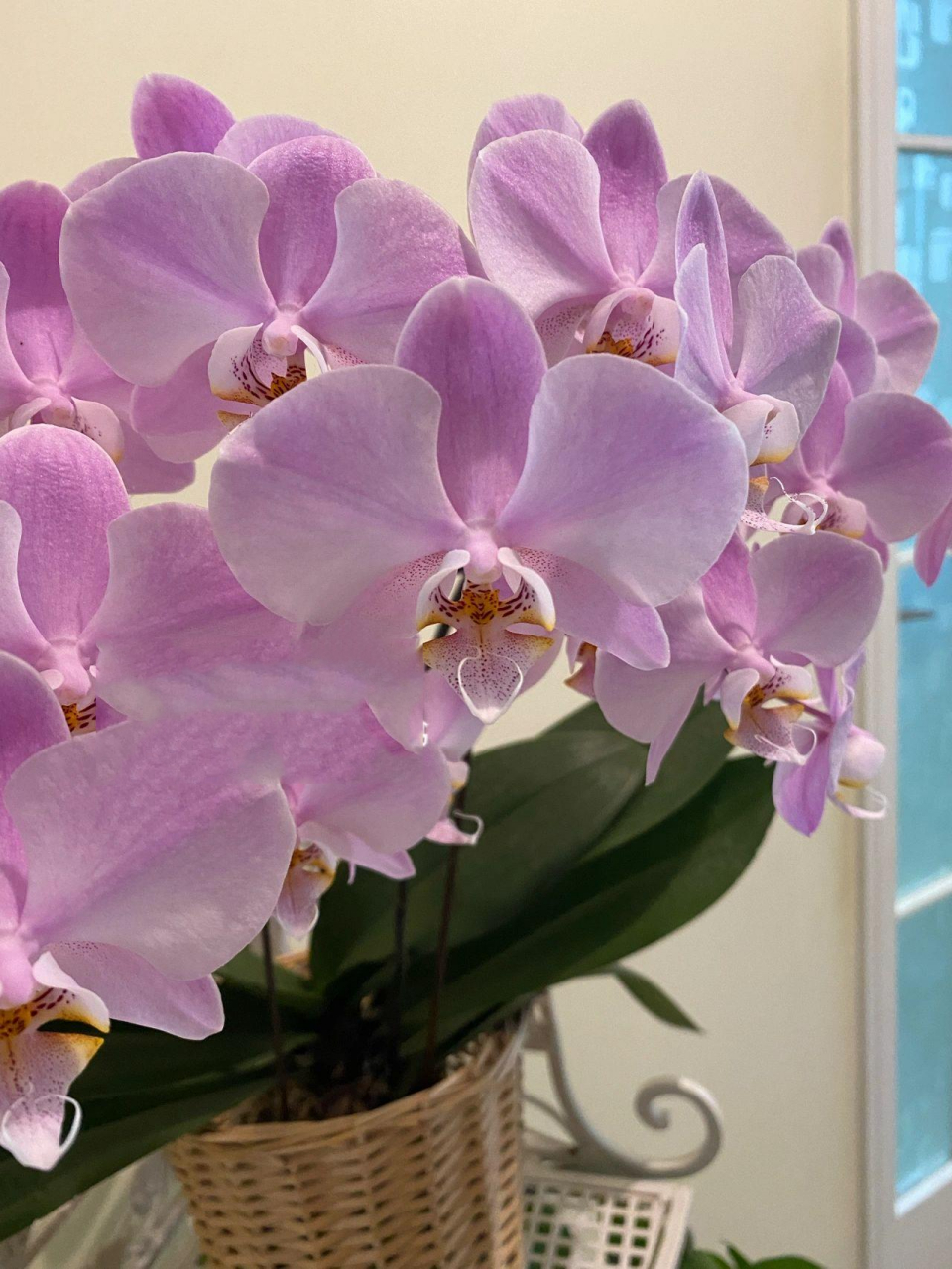 蝴蝶兰 密尔沃基的静态之美08 一棵花苗开出了组盆的效果7315