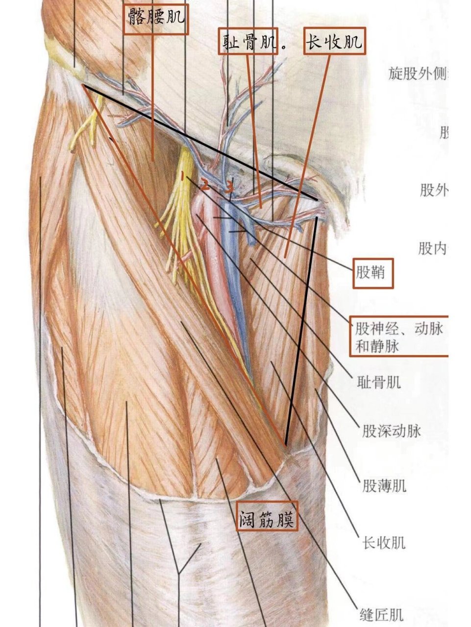 膎窝局部详细解剖图谱图片