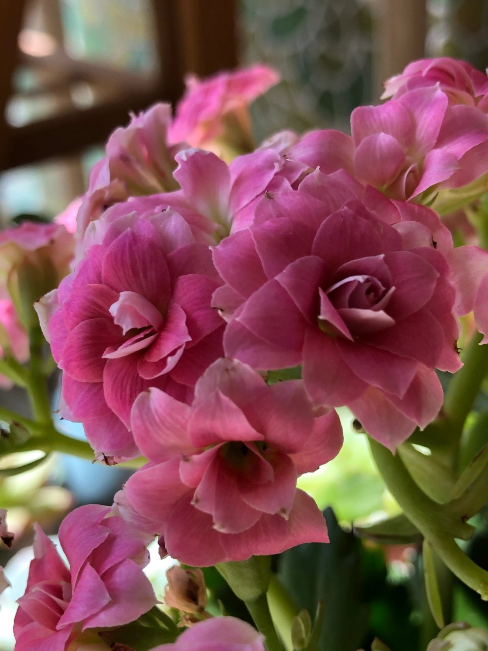 长寿花—红桃皇后(43) 红桃系列大漂亮,这个品种太优秀了,越开越好看