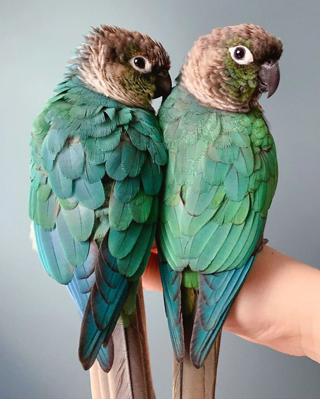 蓝化黄边小太阳