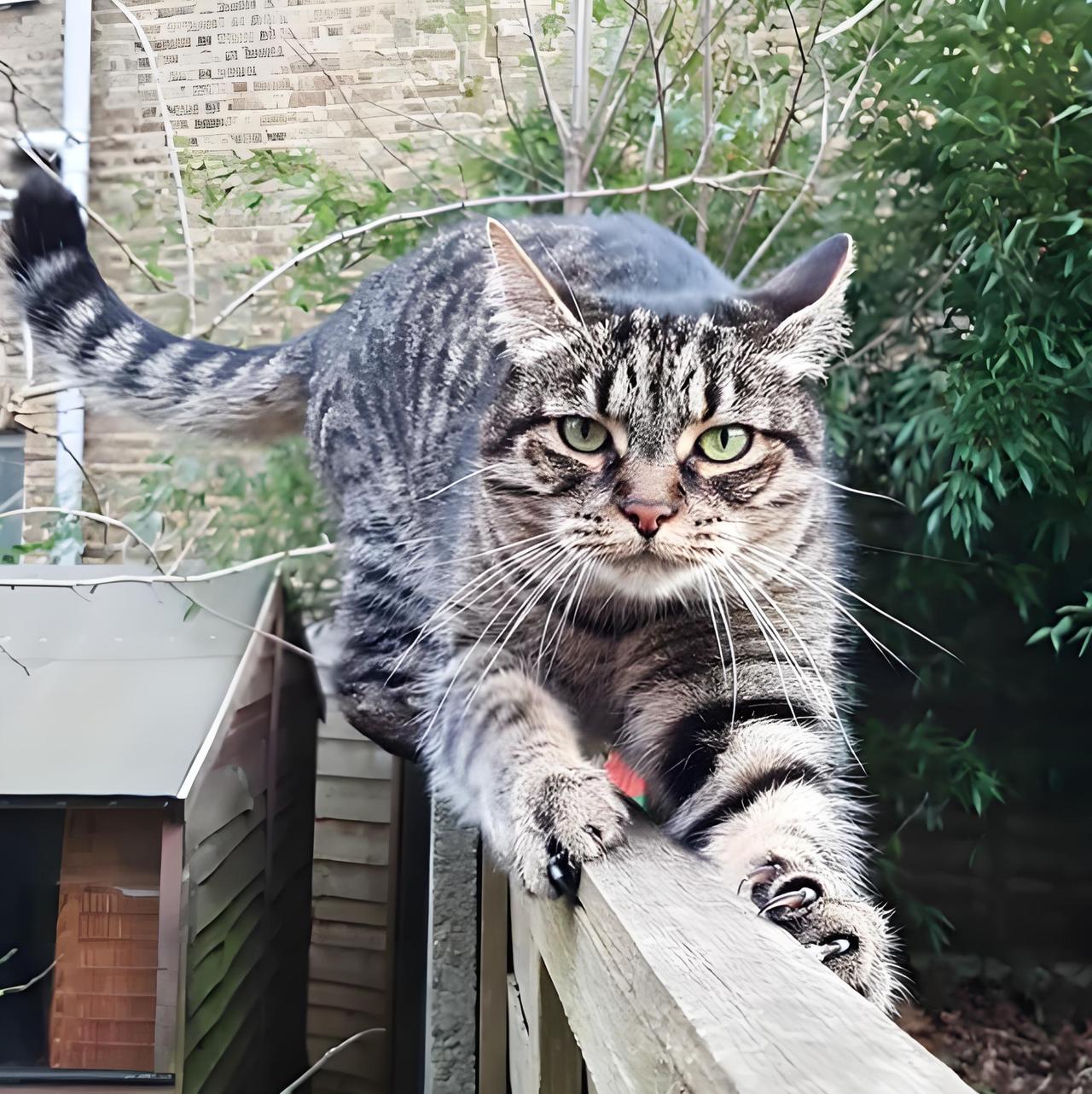 第一眼看到狸花猫,你是不是就被它们身上那股独特的野性所吸引了?