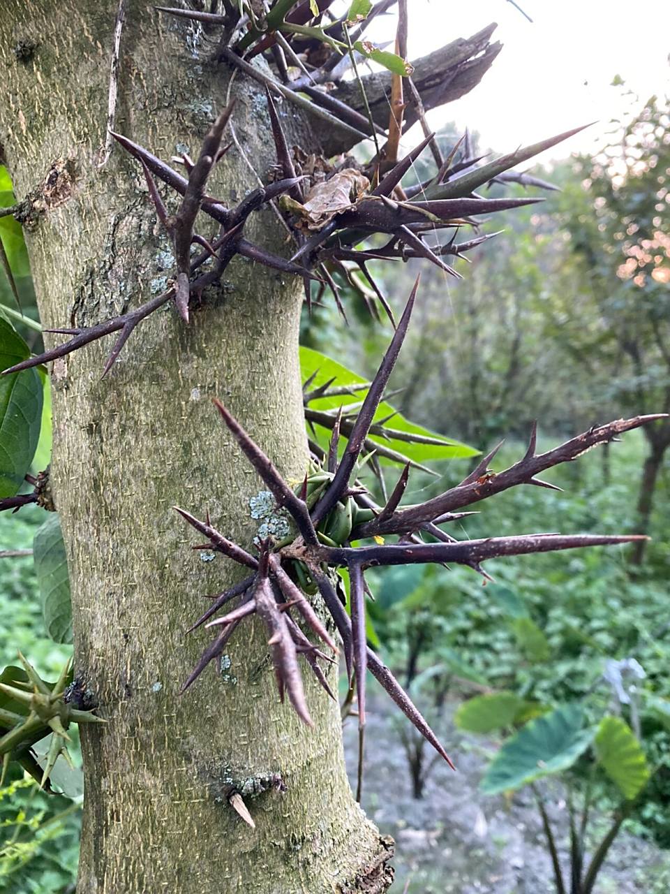 归肝,胃经. 功效:消肿托毒,排脓,杀虫.