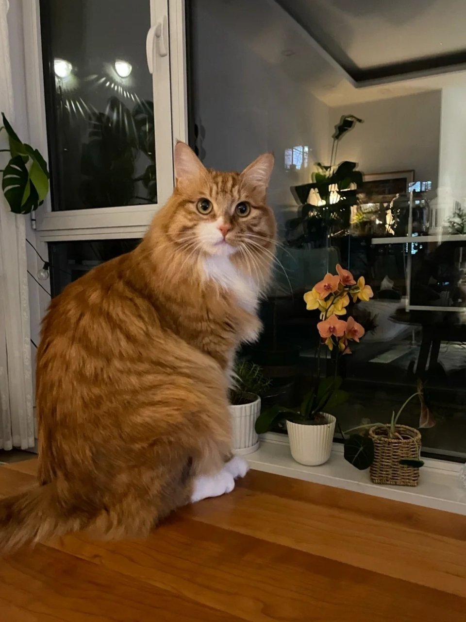 咱中国长毛橘猫就是好看!