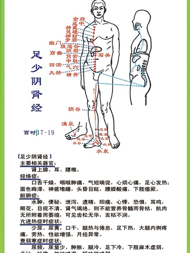 中医肾包括肾这个器官和肾经