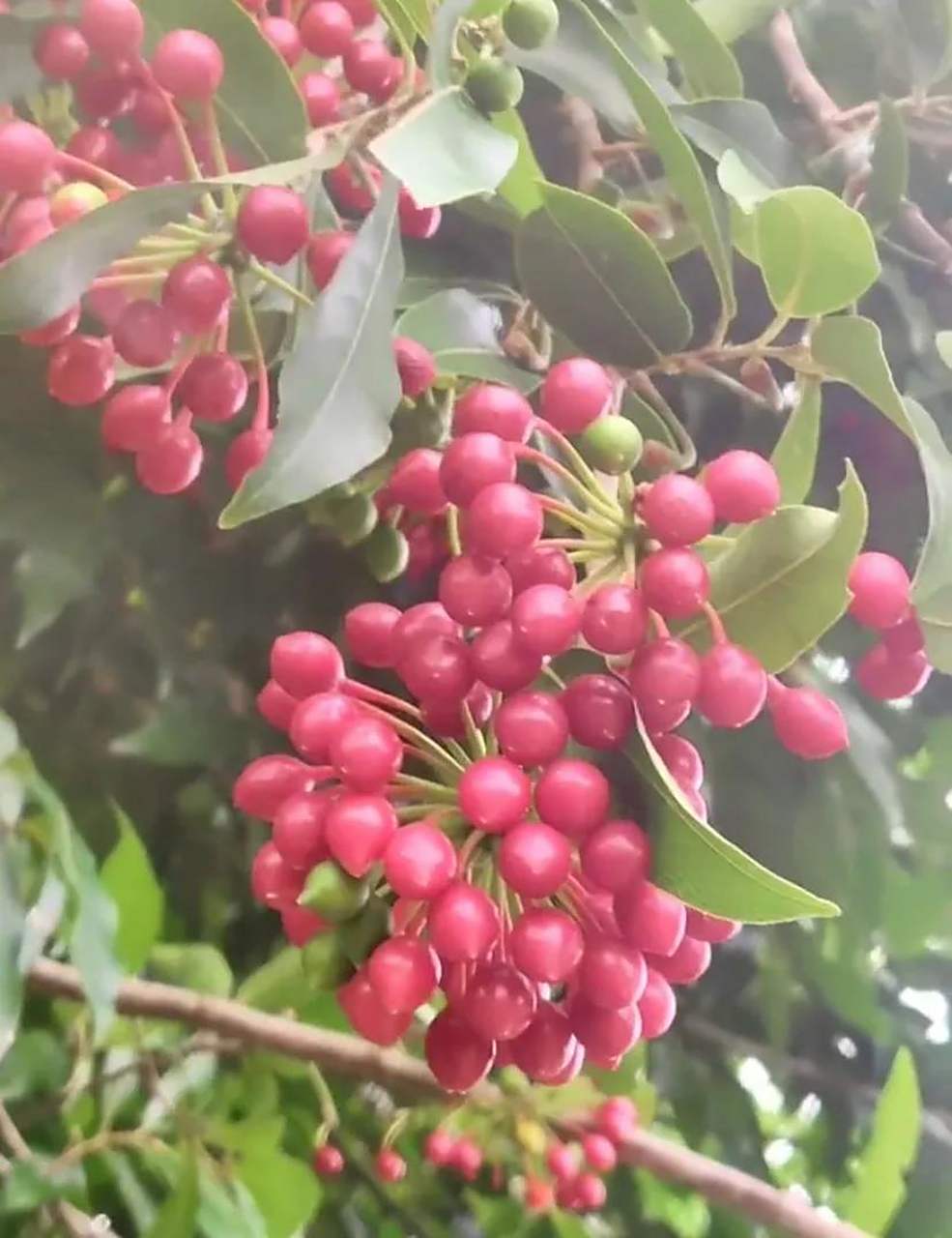 海南本地野生水果满树通红,你吃过吗