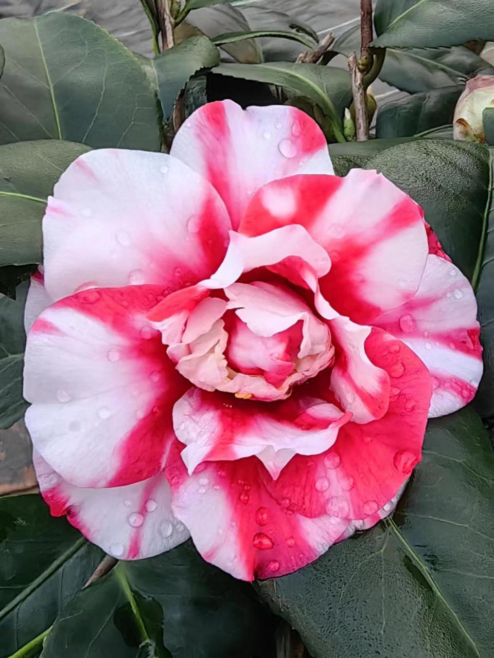 客来邸茶花.