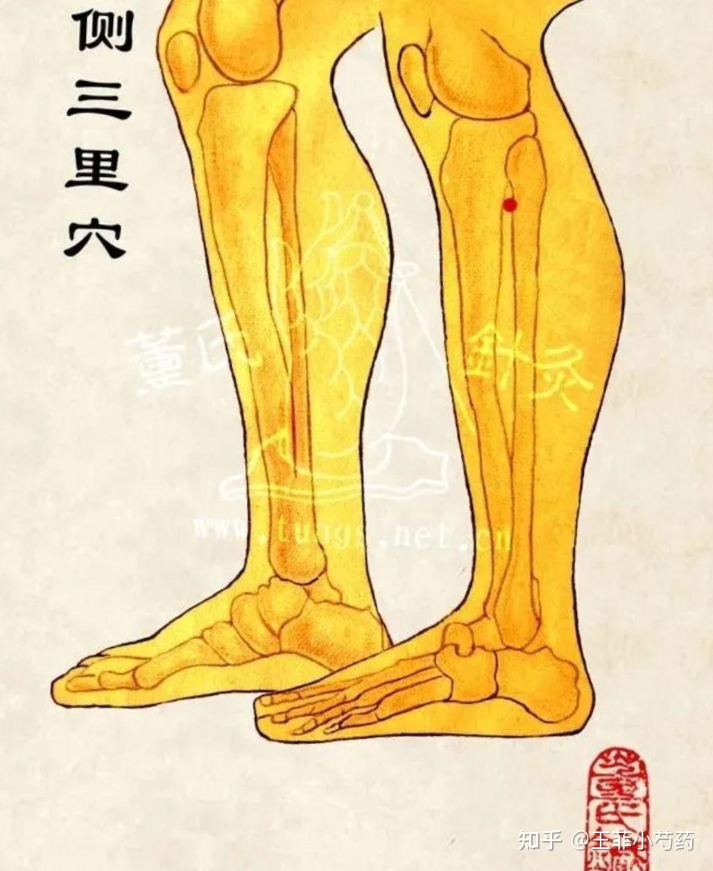 董氏奇穴针灸侧三里穴l侧下三里穴穴位讲解