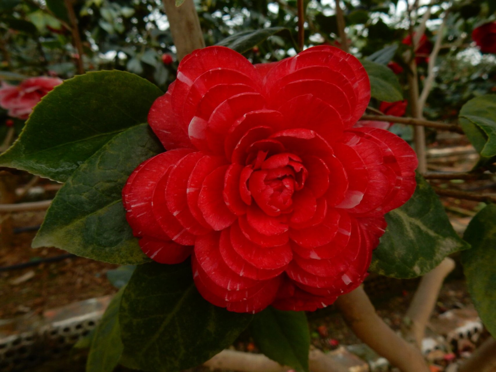 鸳鸯凤冠 茶花品种~鸳鸯凤冠 茶花鸳鸯凤冠属浙江名品之一.