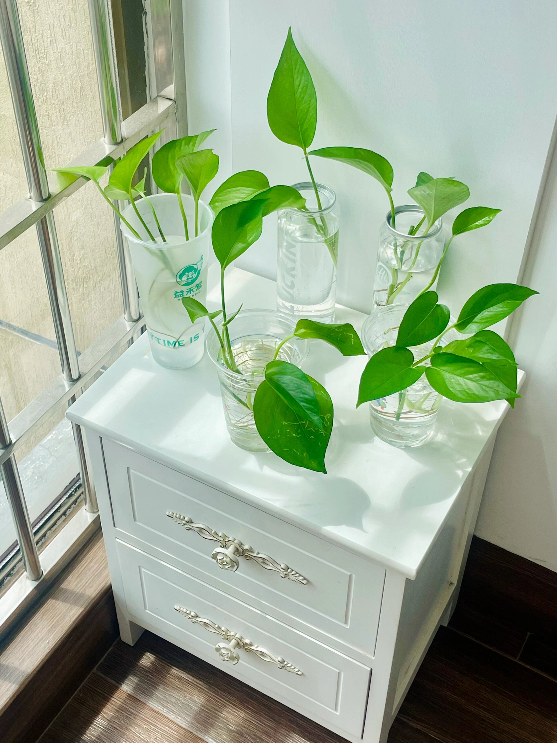 旅居日记|赏心悦目的水培绿萝🌱