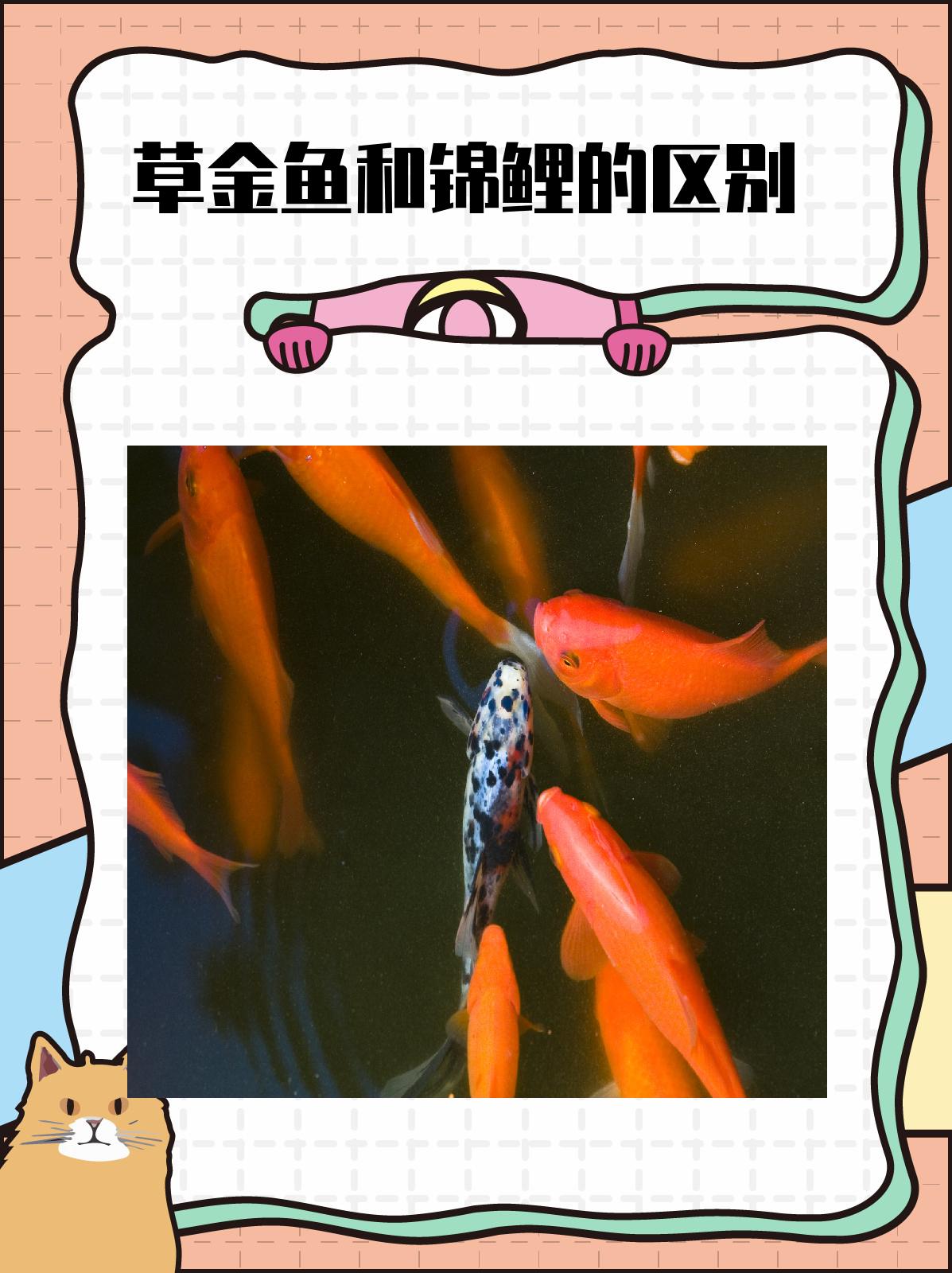 草金鱼和锦鲤的区别 草金鱼和锦鲤在品种,外观,性格和行为上都存在