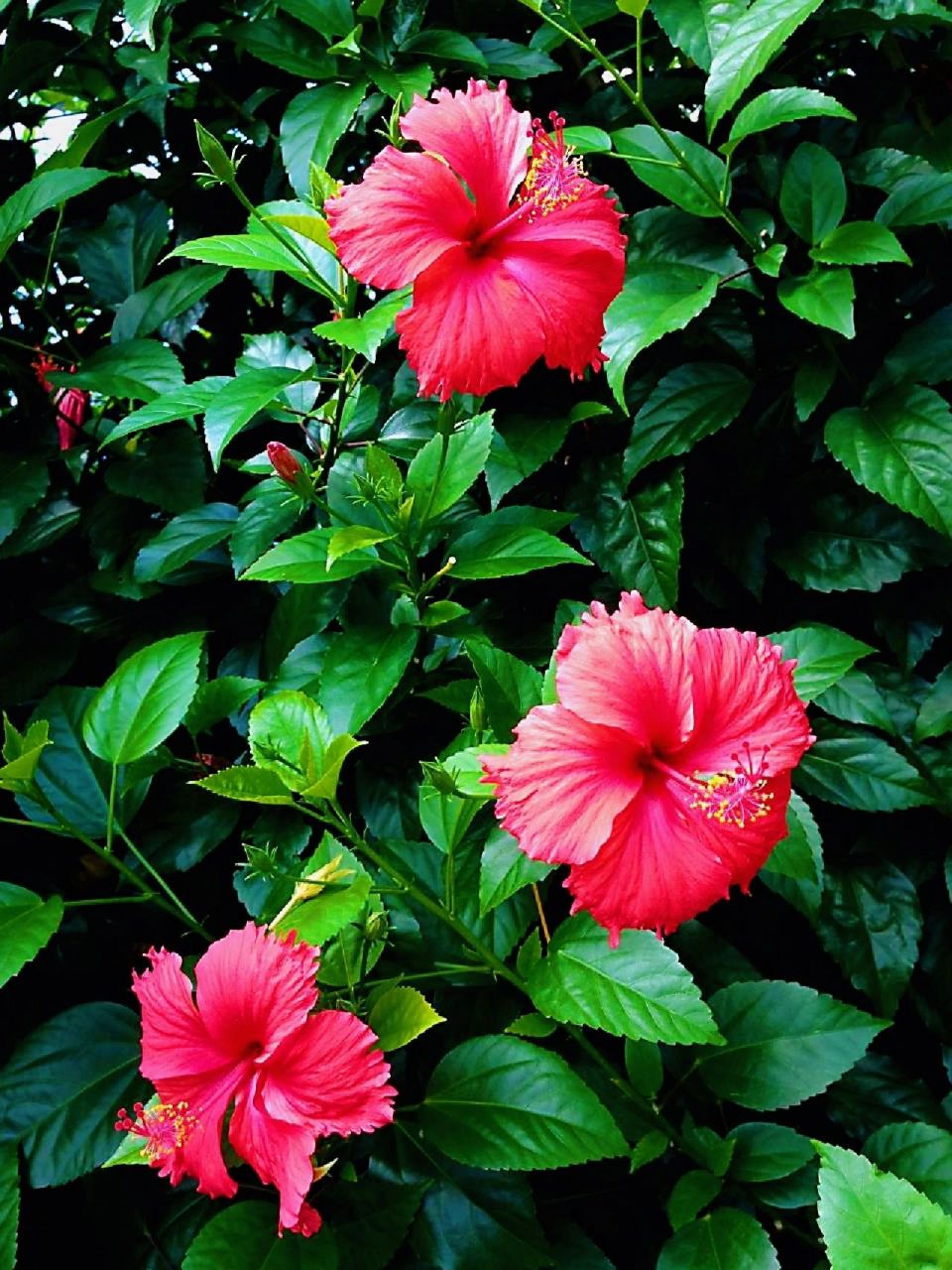 扶桑花象征着光明和吉祥.