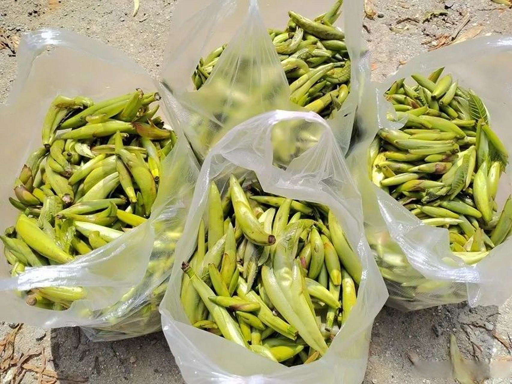 有的喜欢舂着吃,将酸杷尖和芫荽,花生米,小米辣,大