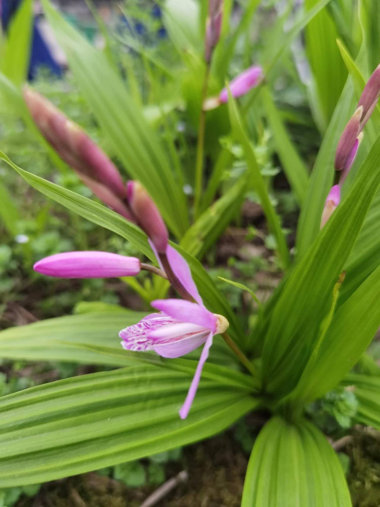 春日出游随手拍  白芨的花竟然如此娇艳!