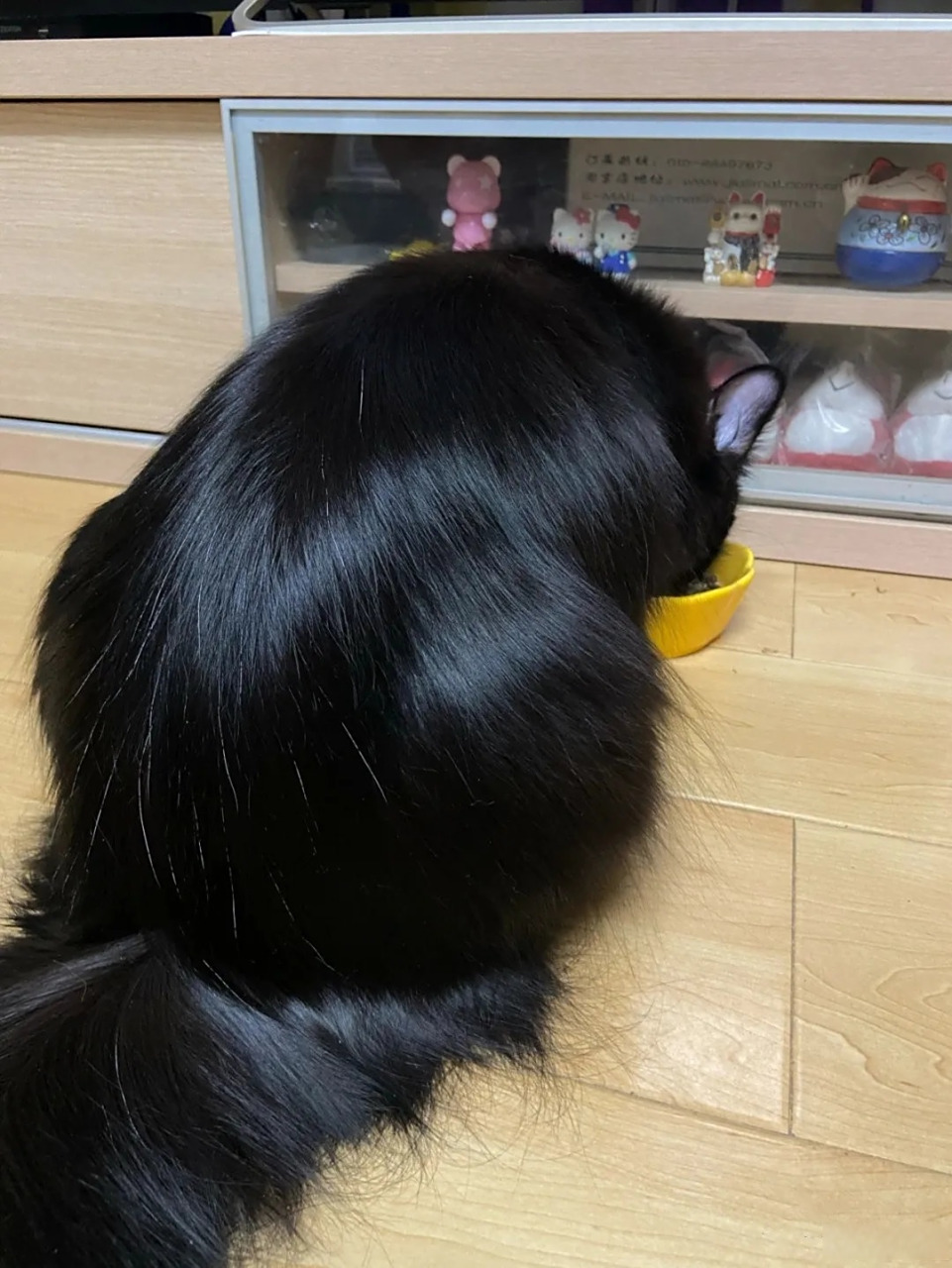 猫咪的毛发有多令人羡慕  油光锃亮的