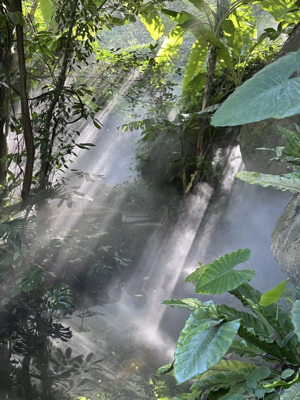 厦门园林植物园也太出片了吧 热带雨林区真的很值得一去!