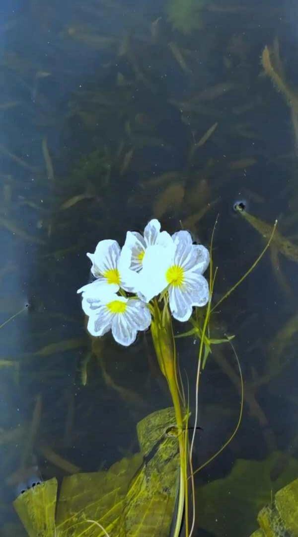 海菜花(拉丁学名:ottelia acuminata (gagnep) dan