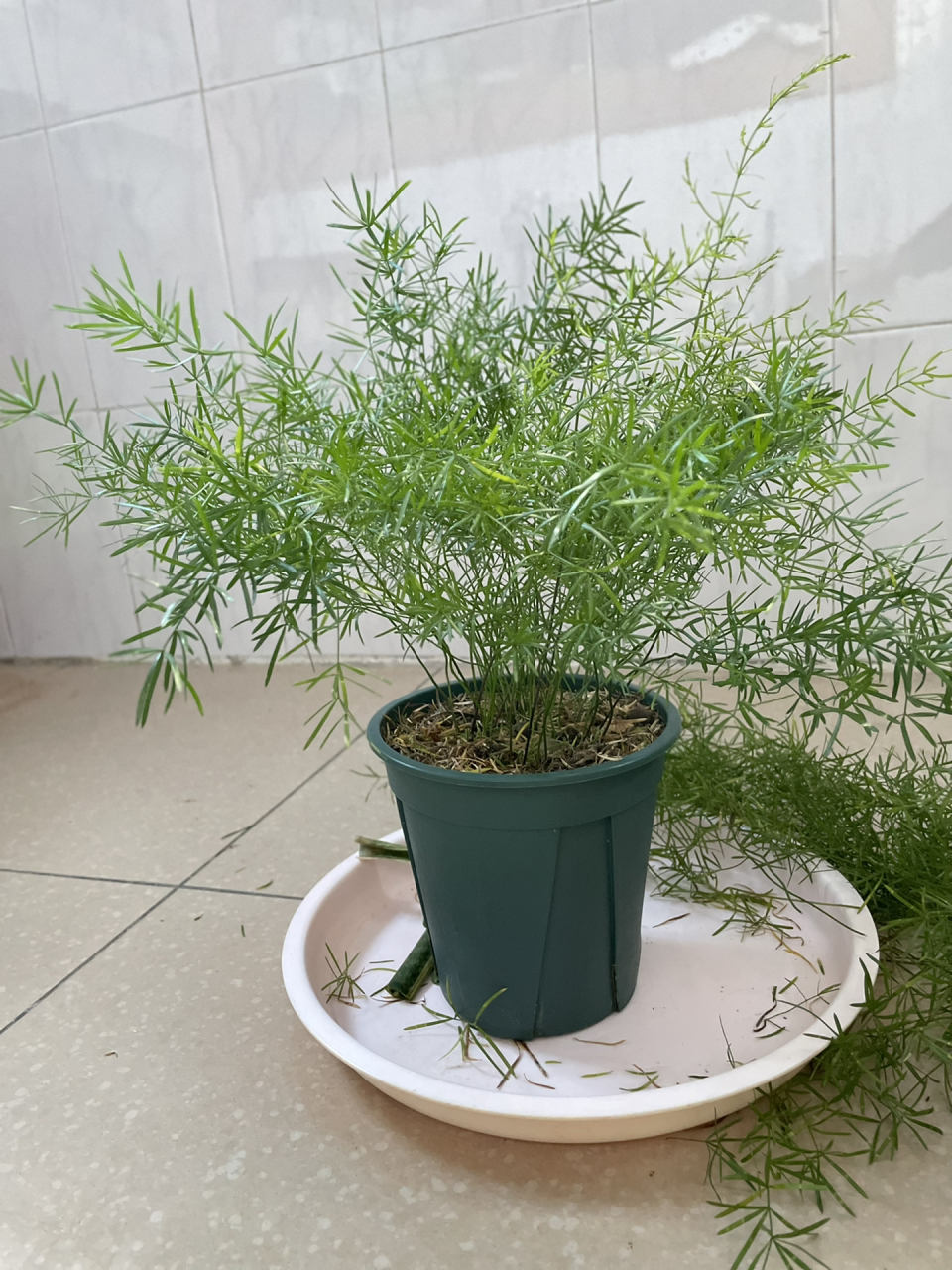 种一盆四季常青的天门冬 清阳台 养了一年左右 已修剪好的天门冬 年前