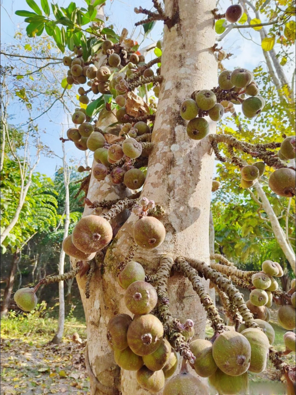 云南植物研学之旅系列(40)———木瓜榕.