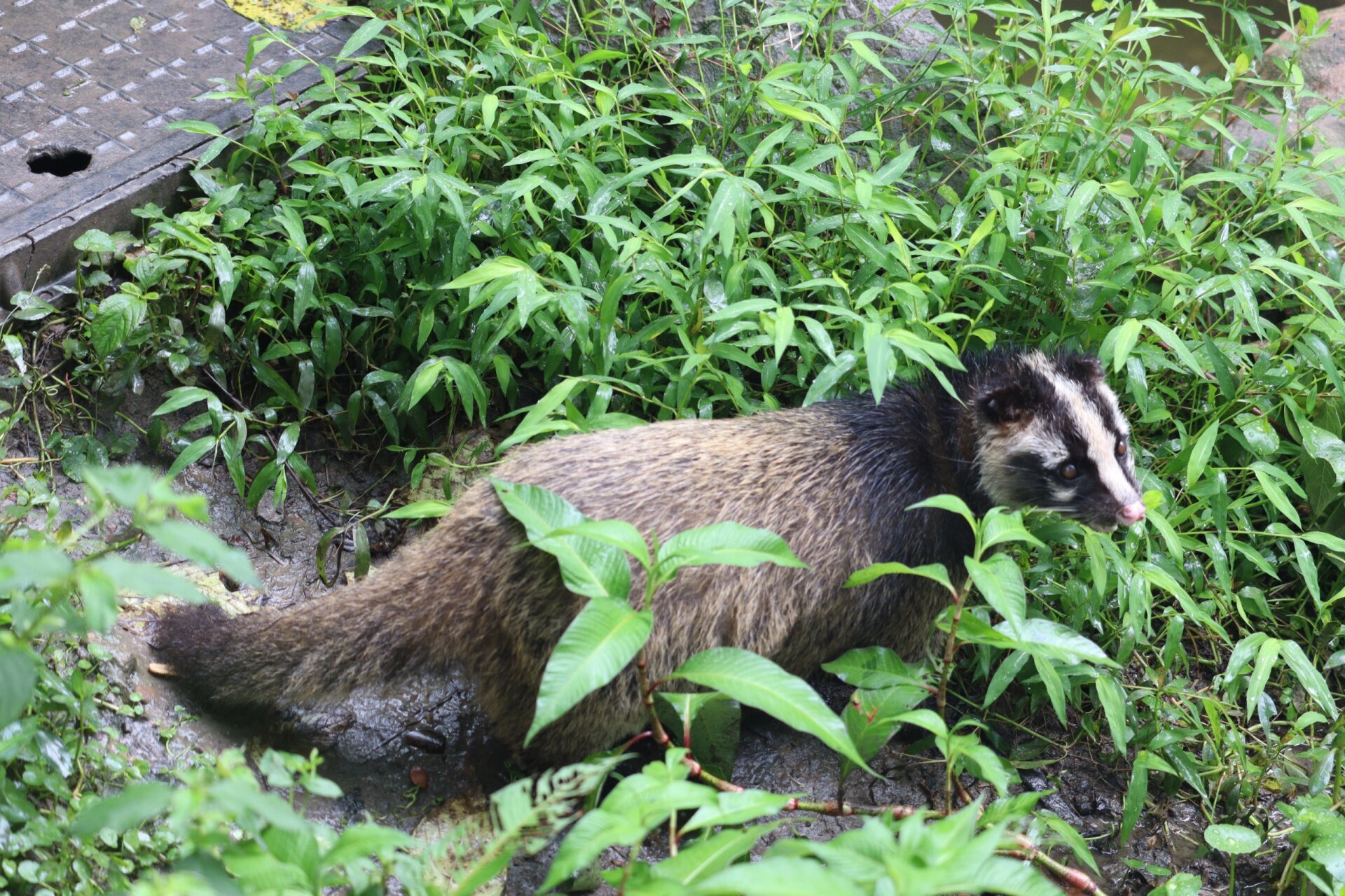 乡土动物——果子狸