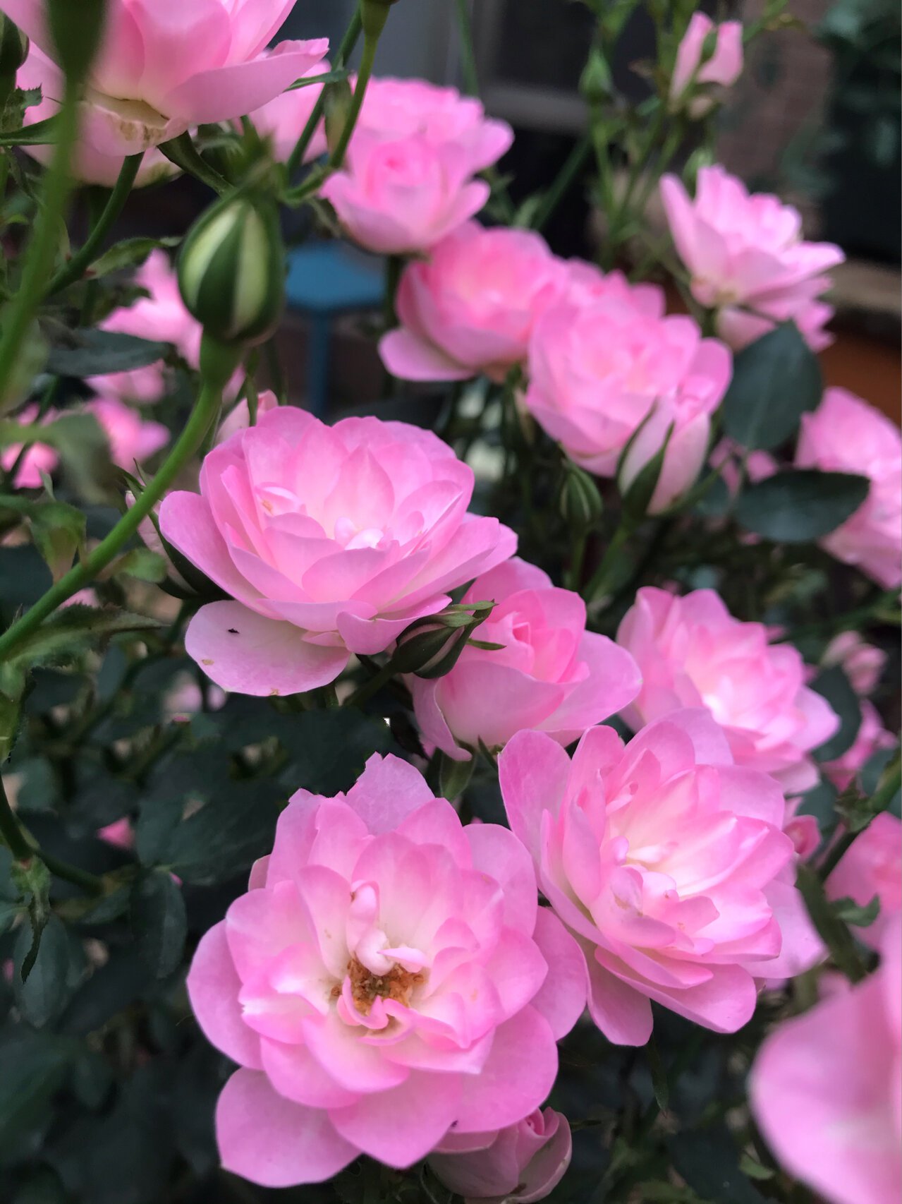 天荷 天荷,长得像荷花的月季,花量大如同繁星点点,又名繁星,花朵比较