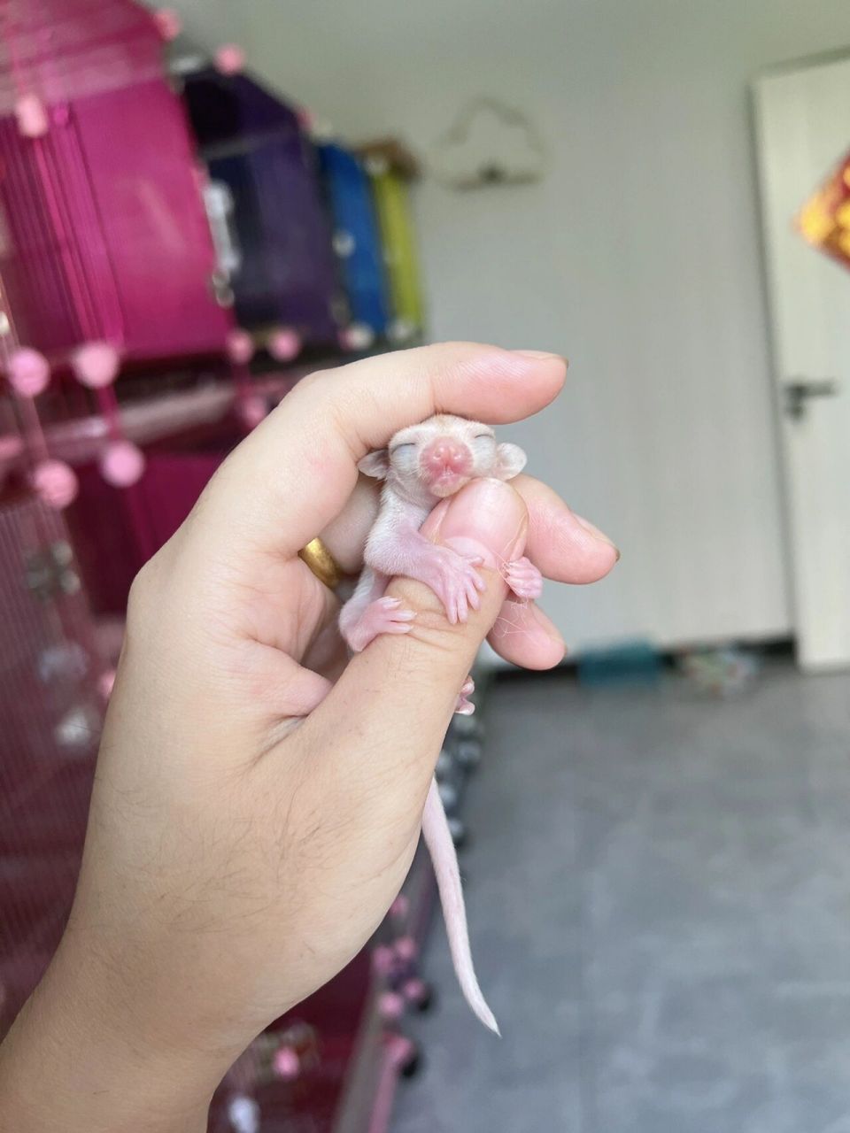 蜜袋鼯刚出生的孩子真的好丑 两个马赛克 白金妹妹找家长中~图一这个