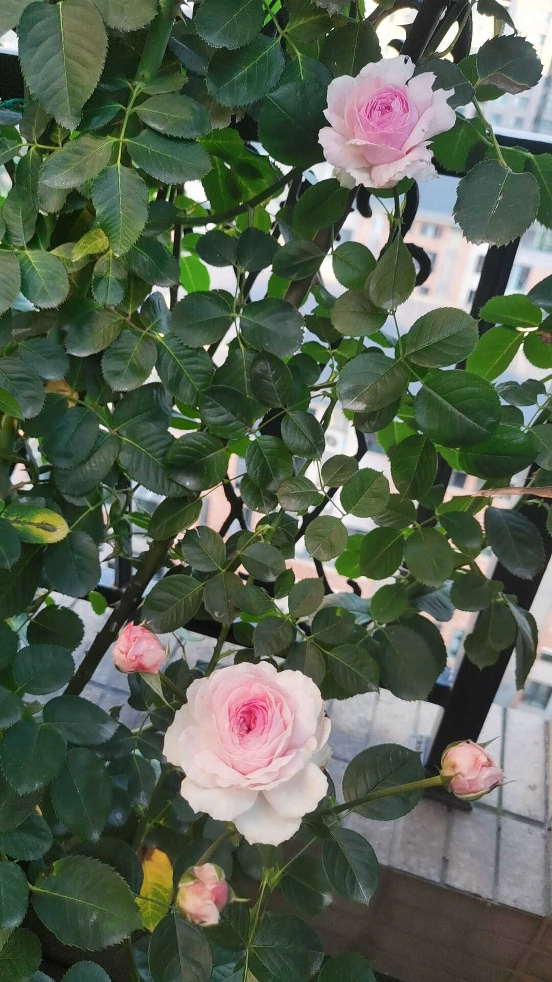 维萨里月季～小众品种 差点被淘汰,这几天看到开的秋花挺美,多头很仙